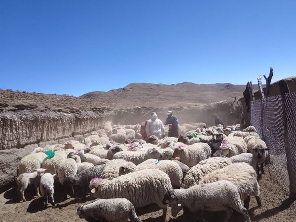 Más de 1200 animales en la campaña de vacunación de ganado y mascotas en Tafna