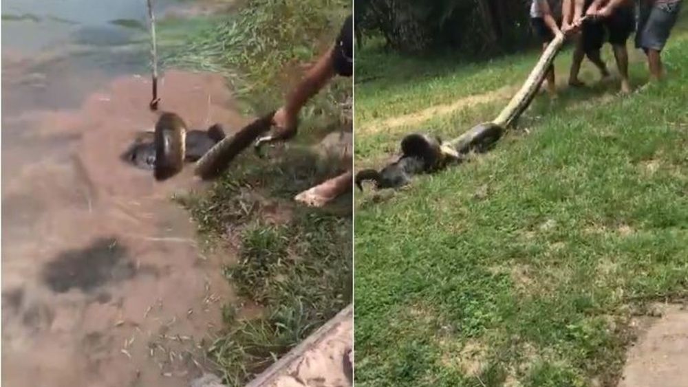 Impactante rescate a un perro que iba a ser devorado por una anaconda