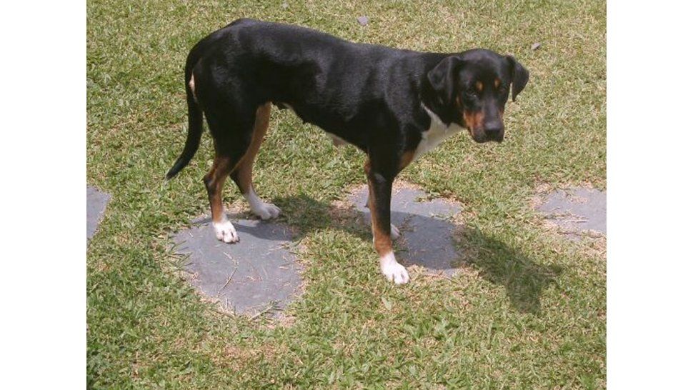 Perrita perdida