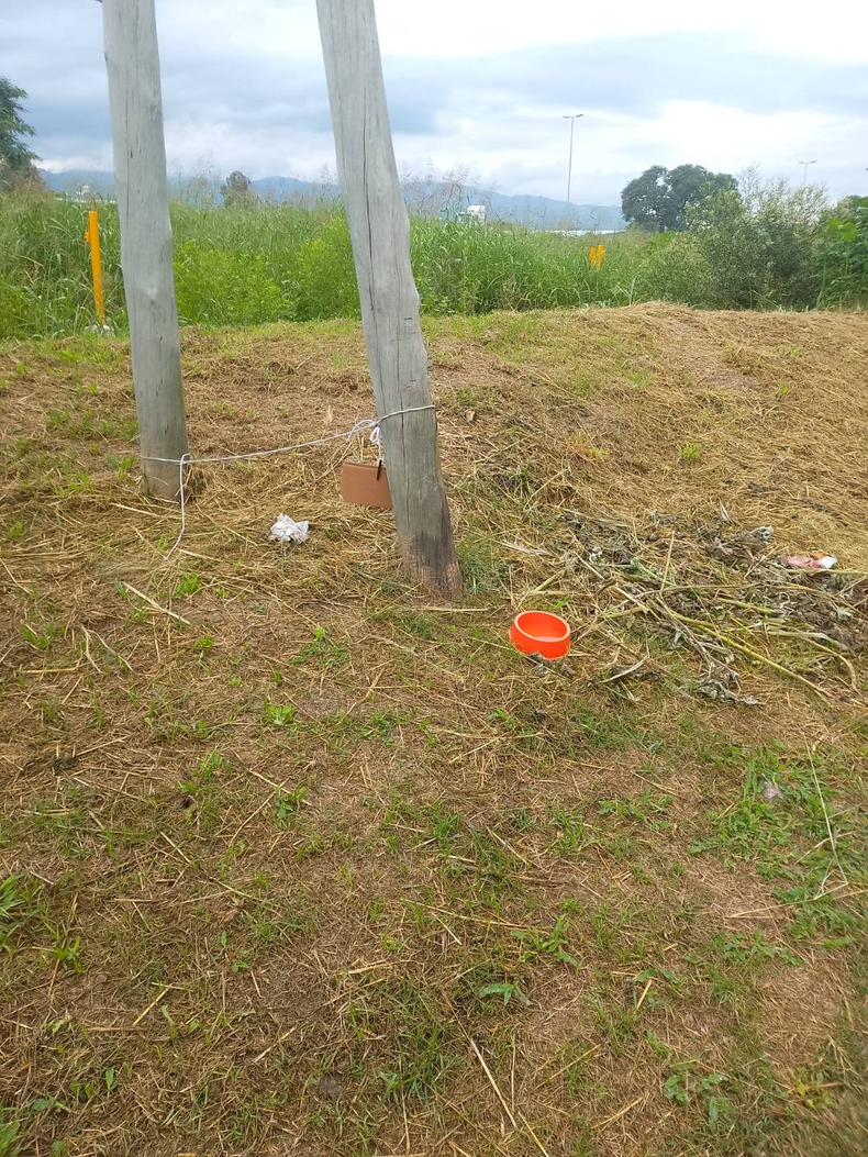 Caso de maltrato animal.