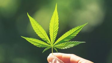 Día Mundial de la Marihuana.&nbsp;