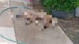 Maltrato animal en San Pedro de Jujuy.