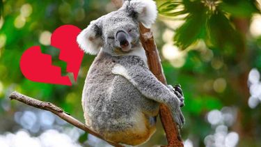 ¿De qué se trata el mito de los koalas y el desamor?