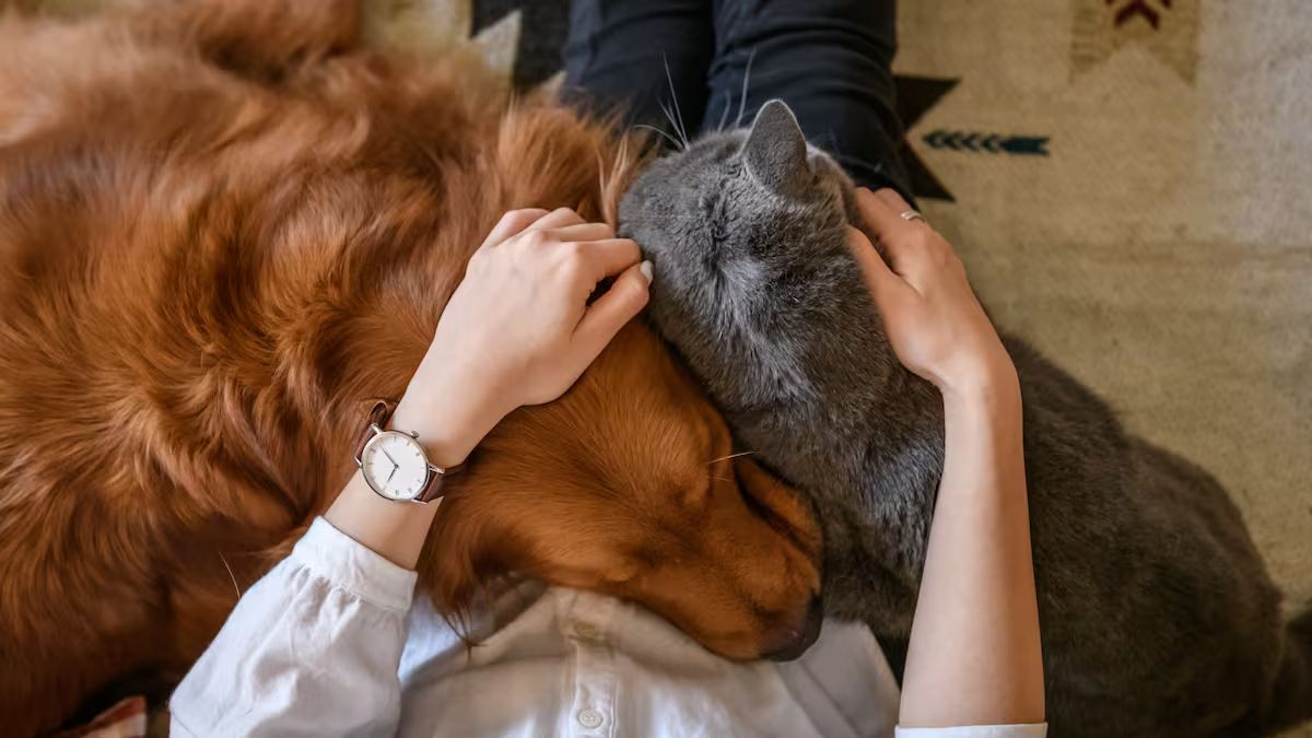 Día del Animal: por qué se celebra el 29 de abril en Argentina. &nbsp;