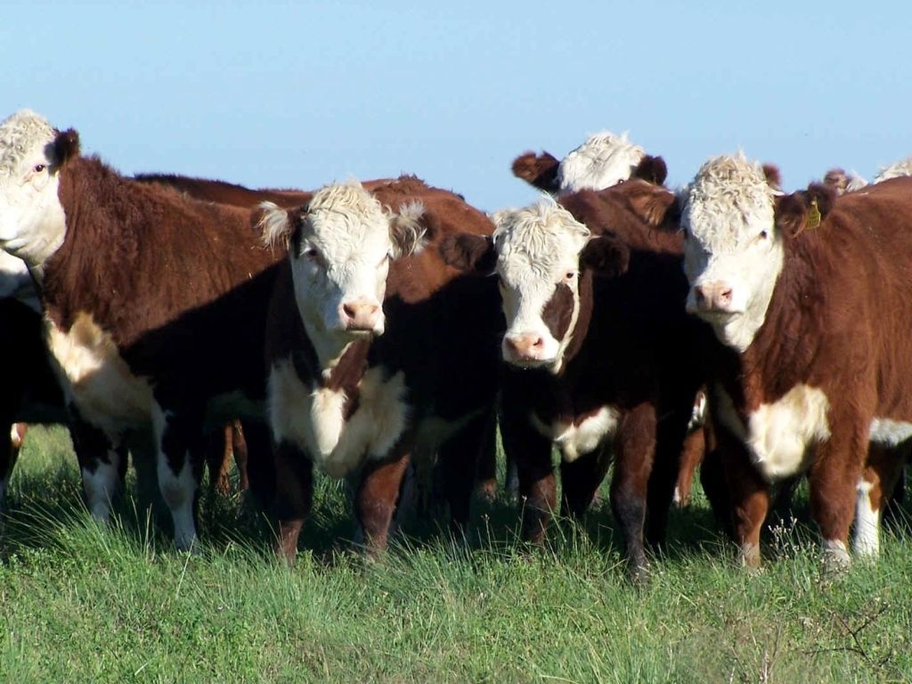 Producción bovina