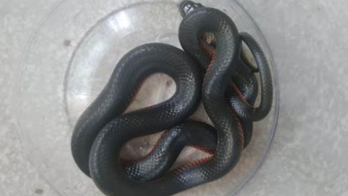 Palpalá: encontró una serpiente en su habitación