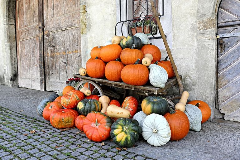 Seasonal foods.  A cart with pumpkins of all types and sizes.