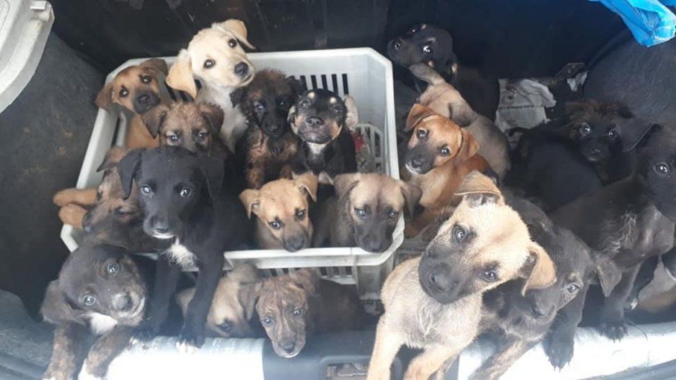 Todos los días dejan entre 30 y 40 mascotas en adopción
