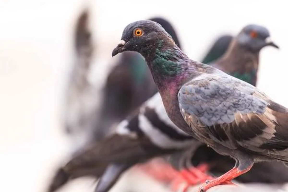 Las palomas son un problema en algunas casas.