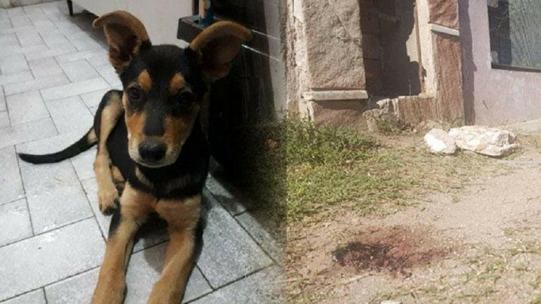 Mato al perro Cordoba.jpg