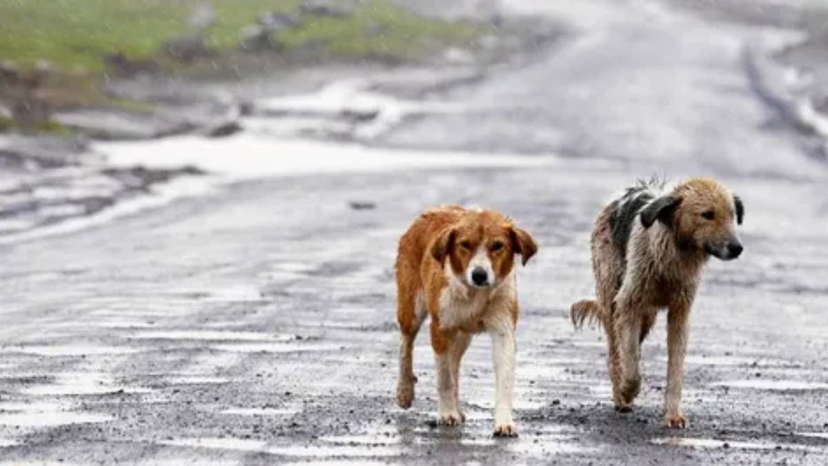 senor y virgen del milagro: los perros no son peregrinos, alertan las protectoras de animales