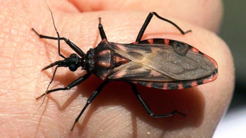 El 10% de la población jujeña tiene serología positiva para chagas