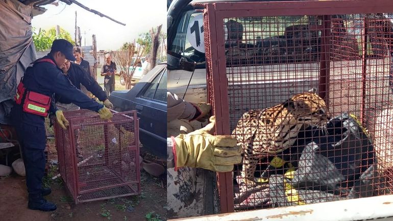 Rescataron a un ocelote de una vivienda de Libertador