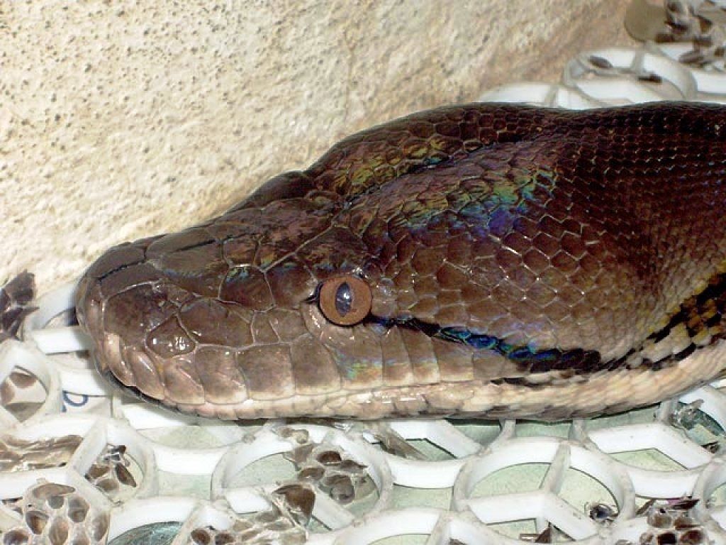 Boa Margarita