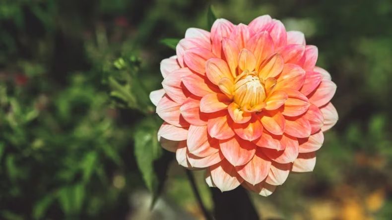 Una flor podría ser una nueva aliada en el tratamiento de la diabetes.