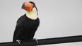denuncian que en calilegua mataron a hondazos a un tucan