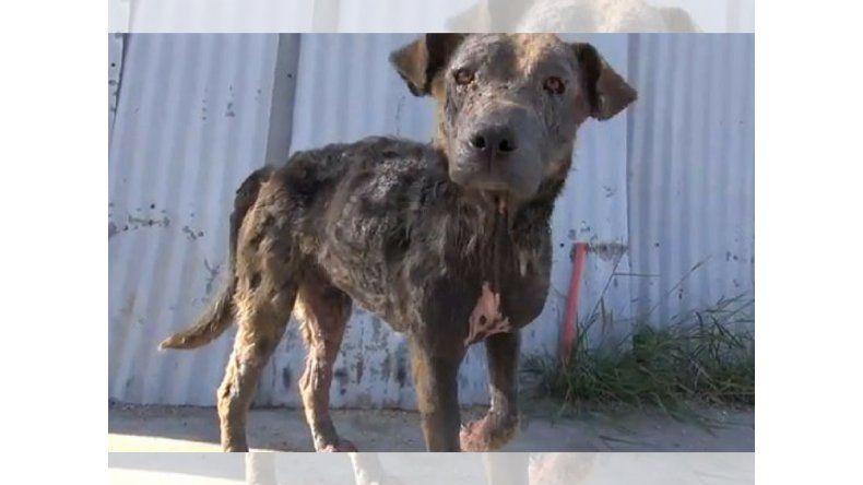 perro