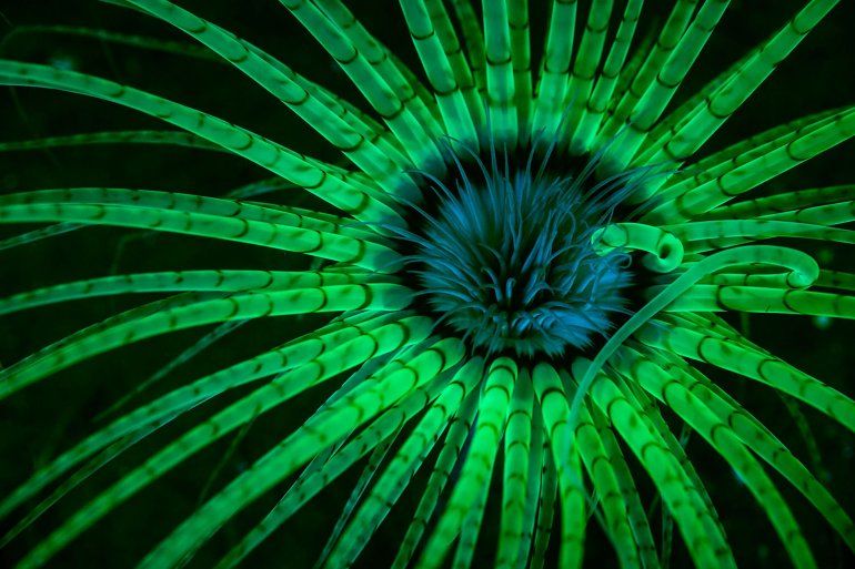 Las luces estroboscópicas con filtro azul estimulan los pigmentos fluorescentes en los tentáculos claros de una anémona en Hood Canal, Washington.