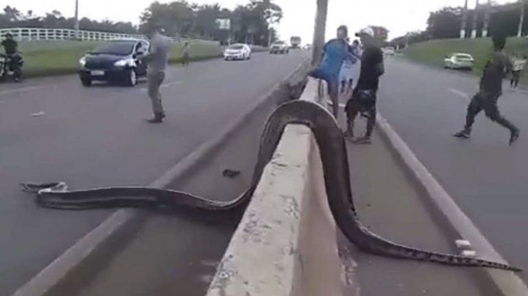 Serpiente.jpg