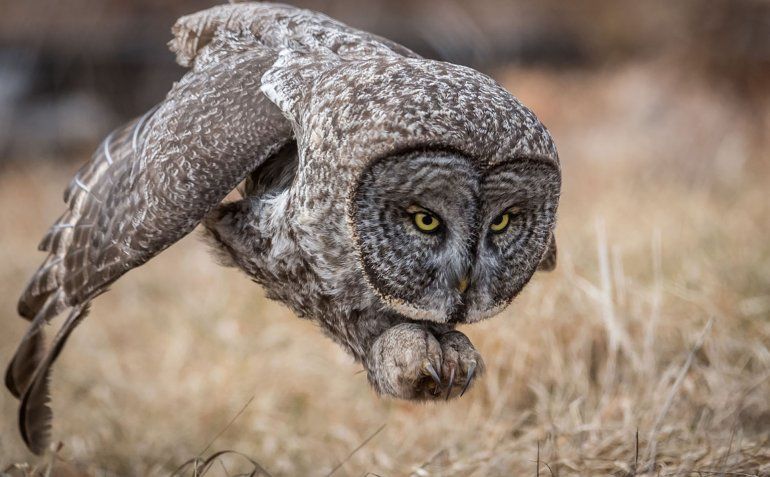 Un gran búho gris se acerca a matar un roedor en un campo de New Hampshire.