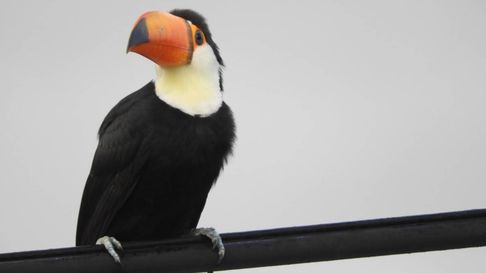 Todo Jujuy | tucan.jpg