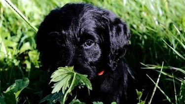 La Justicia de Neuquén le tomó juramento a un perro.&nbsp;