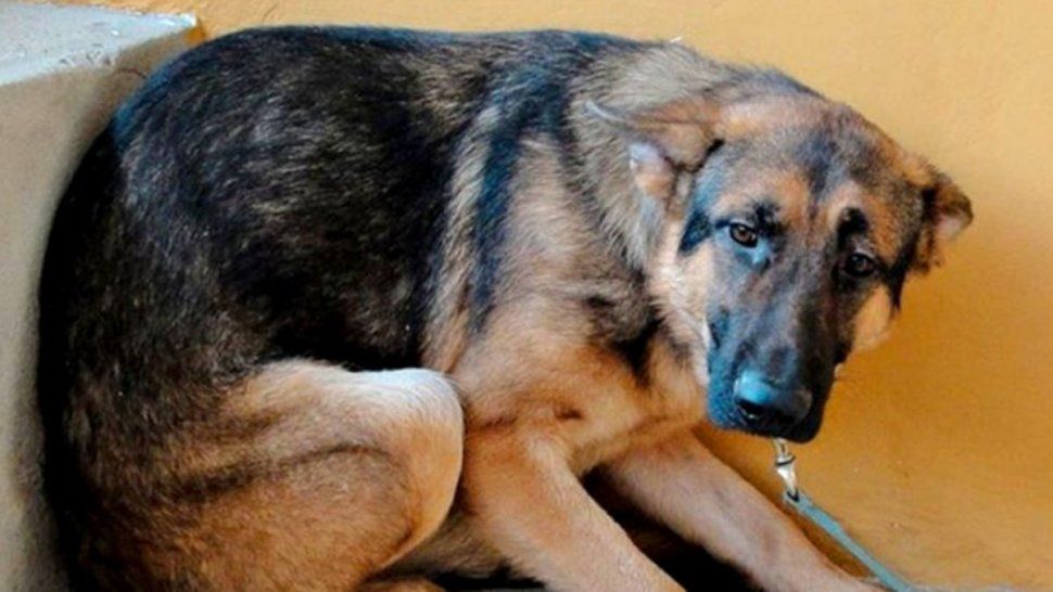 Maltrato animal - foto ilustrativa&nbsp;
