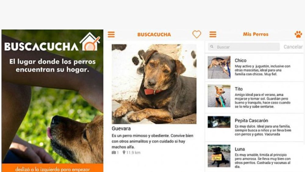 Buscacucha