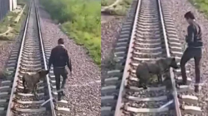 En Chaco, el maquinista del tren y su ayudante se encontraban en el recorrido diario cuando vieron a un perro atado a las vías a unos 300 metros.&nbsp;