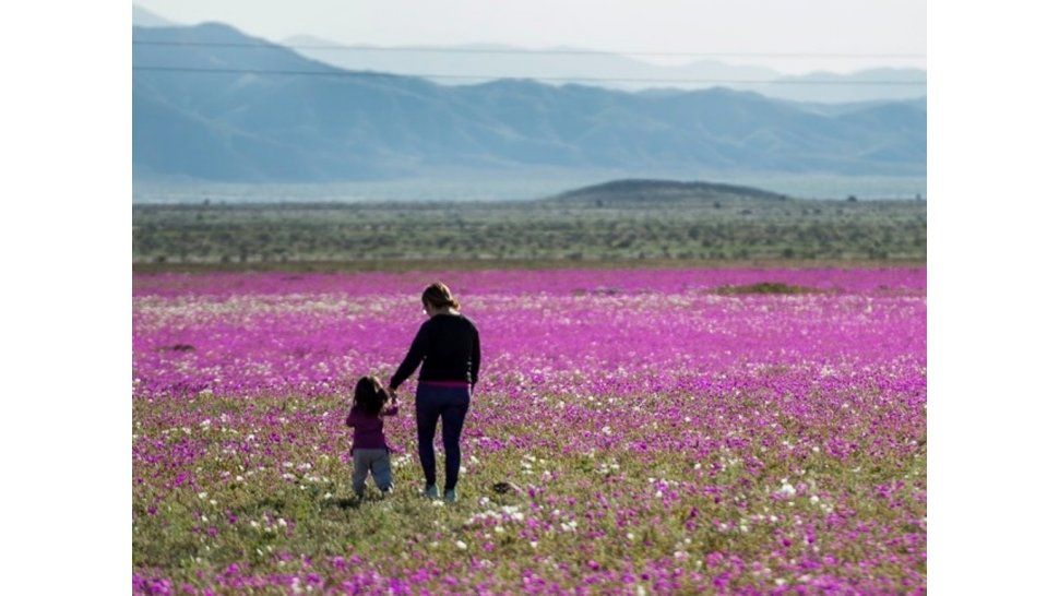 Desierto de Atacama