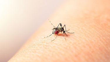 Casos de dengue en Jujuy