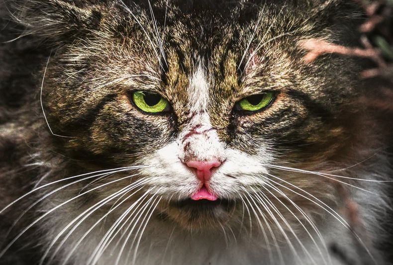Un instituto de Polonia, clasifico recientemente a los gatos, como una especie invasora y afirmó que generan un impacto negativo sobre la biodiversidad nativa.