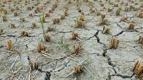 Todo Jujuy | El fenómeno de La Niña preocupa a la producción tabacalera de Jujuy (Foto ilustrativa)
