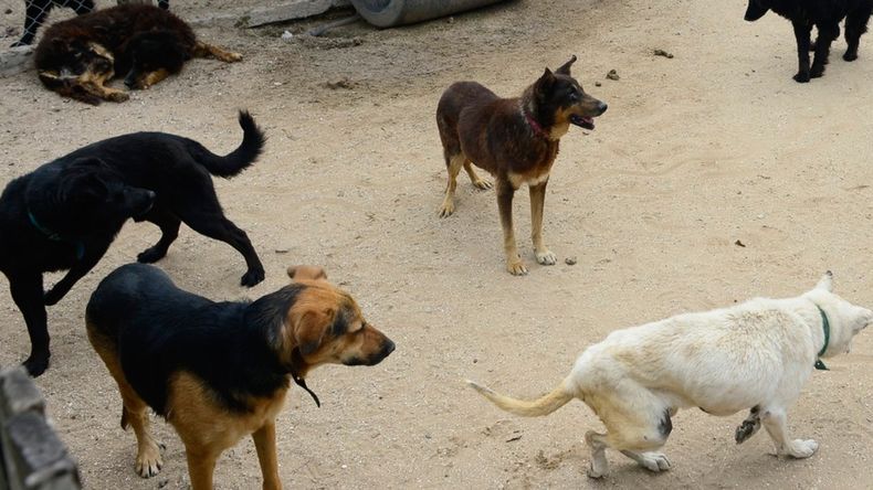 Piden ayuda para rescatar a los perros que vivían con una mujer hallada muerta (Foto ilustrativa)