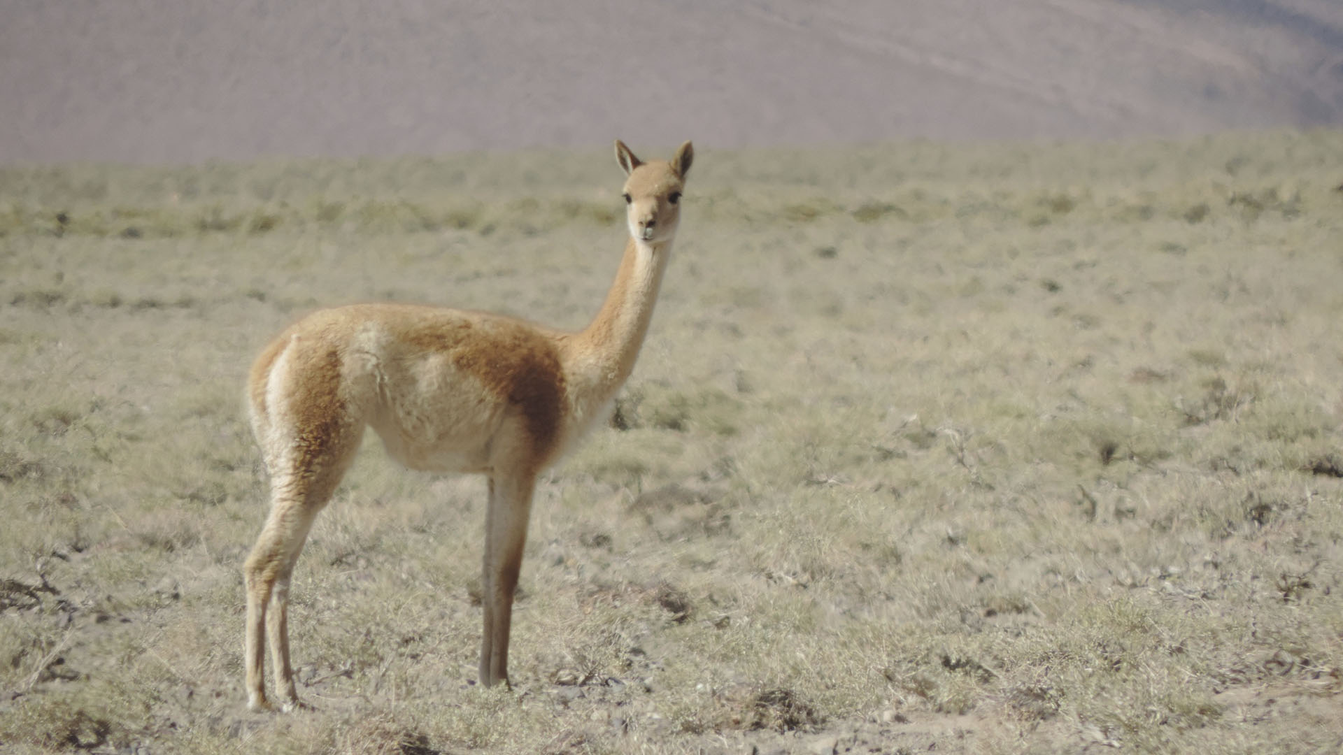 Matanza de vicuñas en la puna.