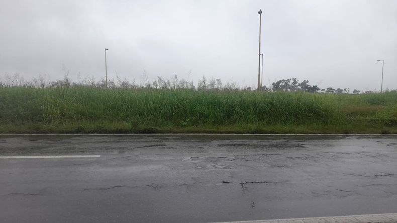 Pastizales en rutas de Jujuy Pastizales en rutas de Jujuy