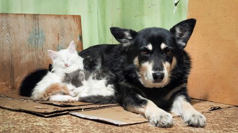 Todo Jujuy | perros y gatos rescatadosy lacteos