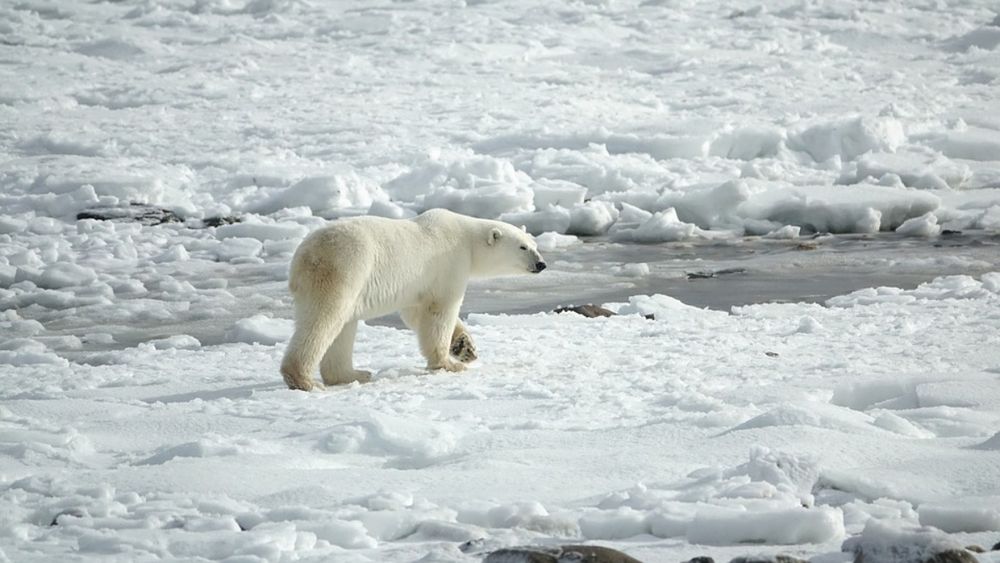 Grabaron por primera vez un video de un oso polar cazando un reno. Se lo atribuyen al cambio en su alimentación que ocasiona el calentamiento global.