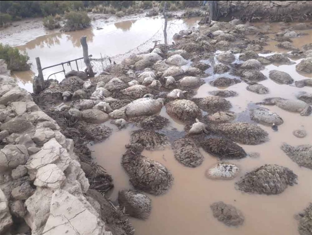 Más de 170 corderos murieron ahogados.
