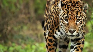 Fallo histórico en Formosa: cuatro condenados a 2 años de prisión por la caza de un yaguareté. &nbsp;