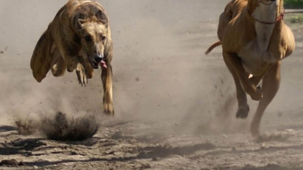 carreras de galgos