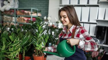 Cuáles son las mejores plantas que se adaptan al otoño y no requieren cuidado.&nbsp;