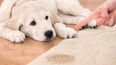 Trucos fáciles y prácticos para enseñarle a tu perro a ir al baño