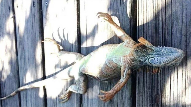 Lluvia de iguanas en Florida por las bajas temperaturas, piden no acogerlas en casas