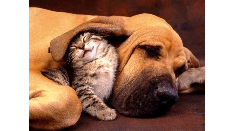 Día del Animal