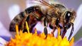 por que las abejas son los animales mas importantes del mundo y estan en peligro