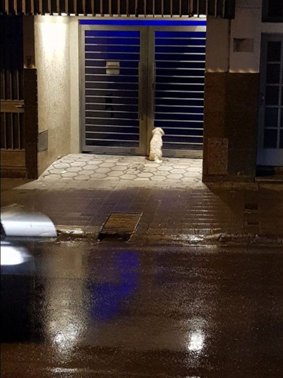 PERRITO PERDIDO.jpg