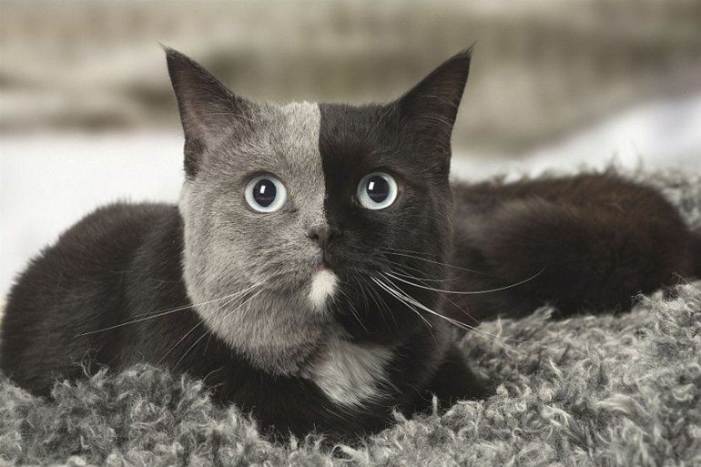 Gato de 2 caras