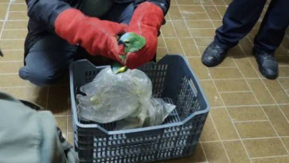 Intentaban trasladar de manera ilegal loros habladores