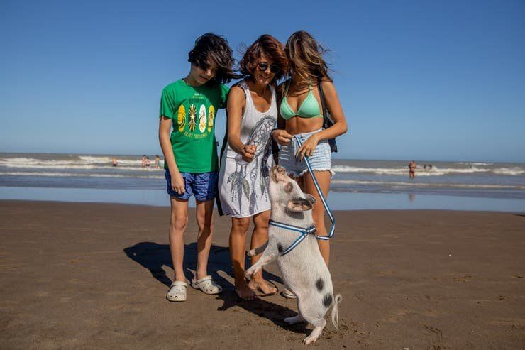 Chanchi, el cerdito en Pinamar (2).jpg